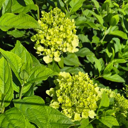 Hydrangea paniculata 'Limelight' - Fehr bugs hortenzia 10 liter
