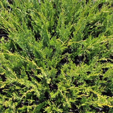 Cupressocyparis leylandii - Leylandi ciprus 0,5 liter