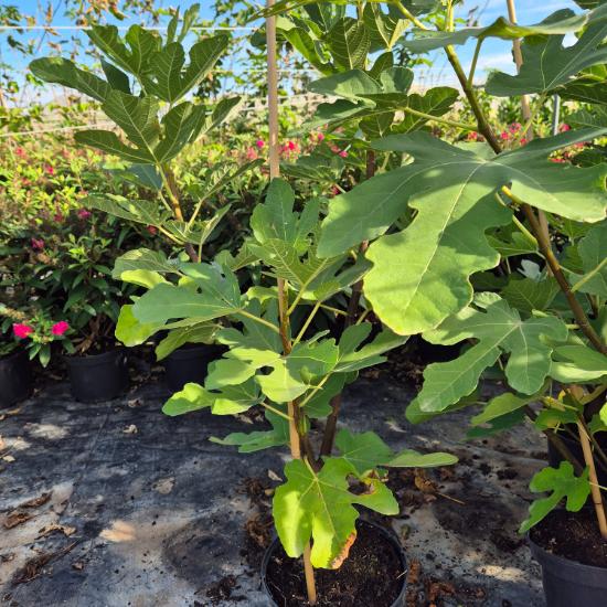 Ficus carica Desert King - F�ge 4 liter
