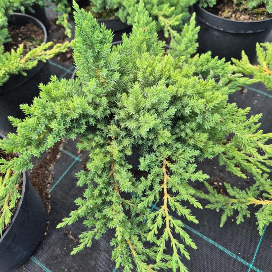 Juniperus procumbens Nana - Zöld törpe kúszó boróka 2 liter
Juniperus procumbens Nana - Zöld törpe kúszó boróka 2 liter