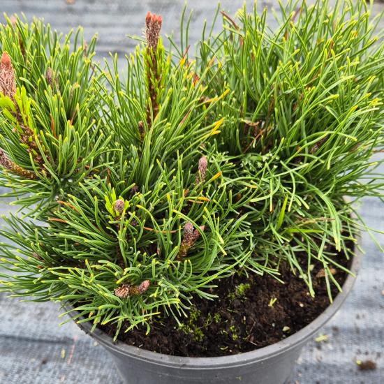 Pinus mugo var. Pumilio - Havasi t�rpefenyõ 2 liter
