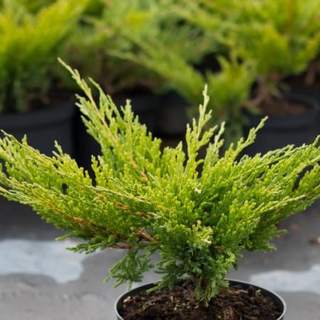 Juniperus horizontalis 'Andorra Compacta' - Terlõ henye borka 2 liter