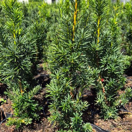 Taxus x.media 'Hicksii' - Oszlopos tiszafa, nõivar, piros termssel 0,5 liter