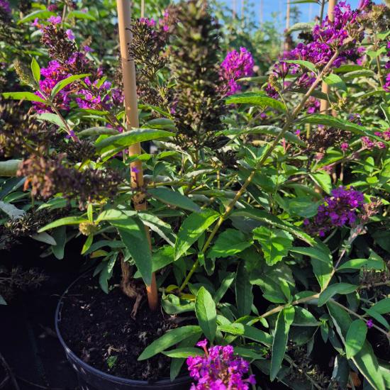 Buddleia davidii Tutti Frutti - Ny�ri orgona 4 liter