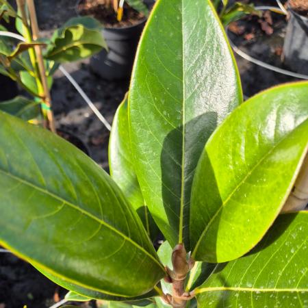 Magnolia grandiflora 'Gallisoniensis' - Fehr virg rkzld magnlia 7,5 liter