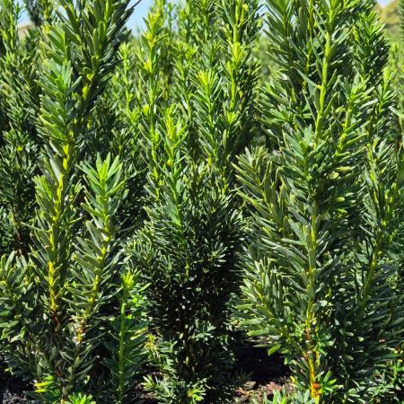 Taxus x.media 'Hilli' - Oszlopos tiszafa 0,5 liter