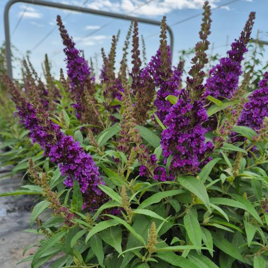 Buddleia davidii Candy Little Purple - T�rpe ny�ri orgona 4 liter