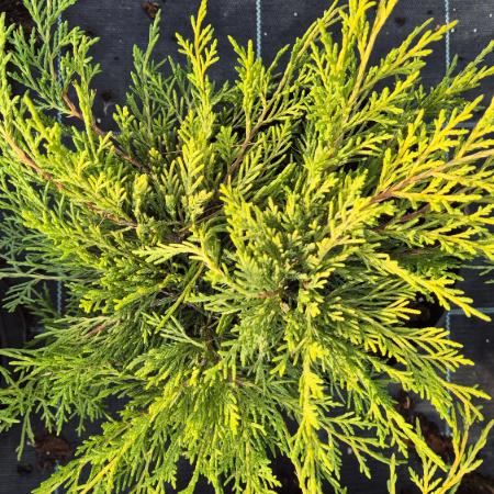 Juniperus x.media 'Old Gold' - arany terl borka 0,5 liter