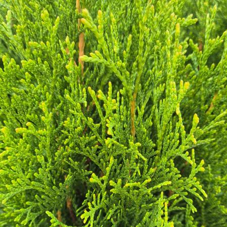 Thuja occidentalis 'Smaragd' - Smaragd tuja 2 liter
