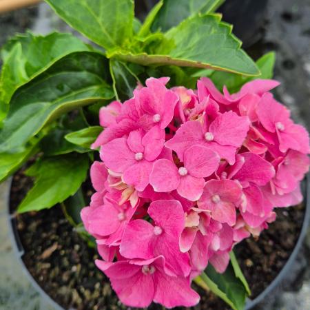 Hydrangea macrophylla 'Tovelit' - Kerti hortenzia 4 liter