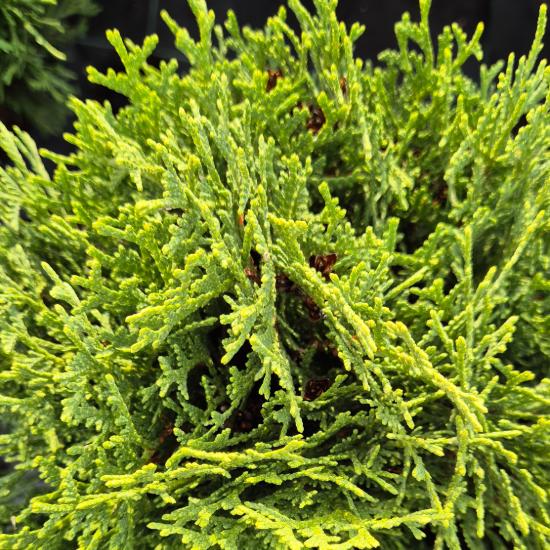Thuja occidentalis 'Kobold' - T�rpe g�mbtuja 2 liter