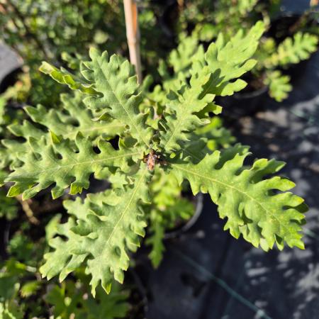Quercus frainetto – Magyar t�lgy 4 liter