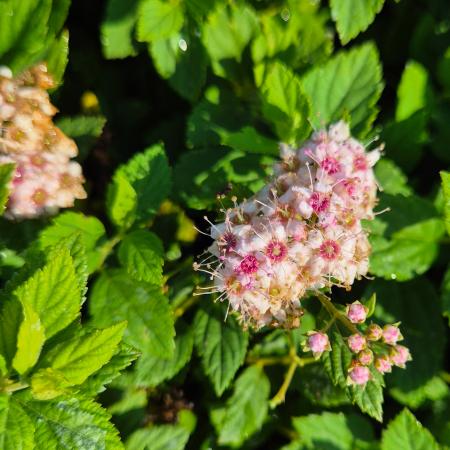 Spiraea japonica 'Little Princess' - Japn gyngyvessz 2 liter
