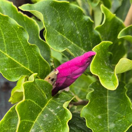 Magnolia 'Rickii' - Nagyvirg liliomfa 2 liter