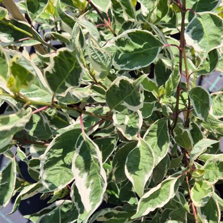 Cornus alba 'Sibrica Variegata'  - Tarka levelû fehr som 5 liter

