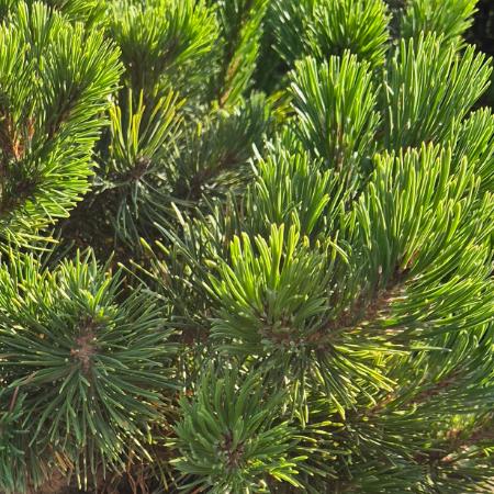 Pinus mugo var. Pumilio - Havasi trpefenyõ 2 liter
