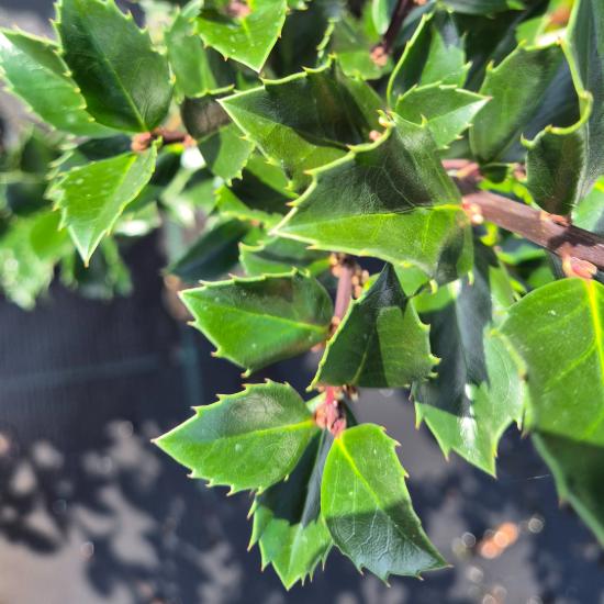 Ilex x meserveae 'Blue Prince' - K�k magyal porz�s 4 liter