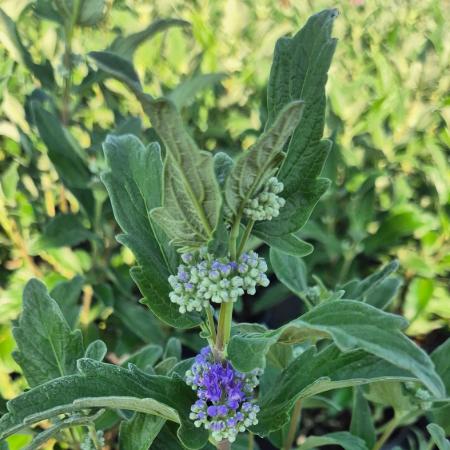 Caryopteris clandonensis 'Grand Bleu'® - Angol kkszakll 2 liter