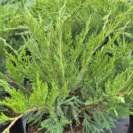 Juniperus chinensis 'Mint Julep' - Zöld kúszó boróka 2 liter Juniperus chinensis 'Mint Julep' - Zöld kúszó boróka 2 liter