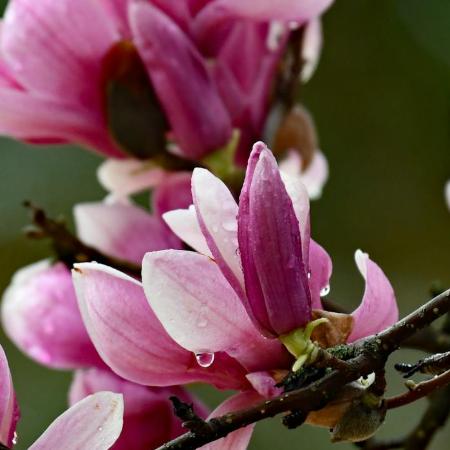 Magnolia 