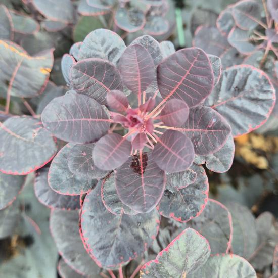 Cotinus coggygria 'Royal Purple' - V�r�s csersz�m�rce 5 liter