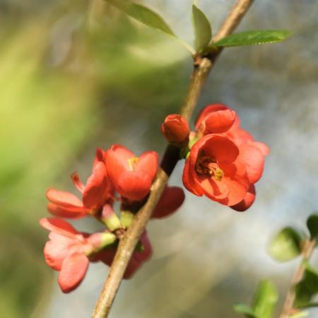 Chaenomeles x superba 'Orange Trail' - Japn Dszbirs 2 liter
