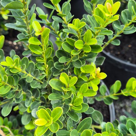 Ilex crenata Green Hedge - Magyal 4 liter