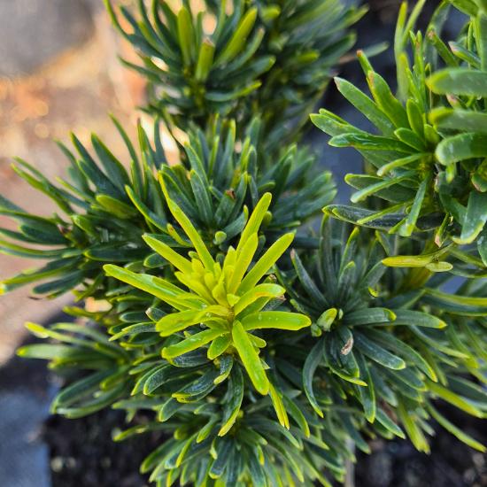 Taxus x media 'Stricta Viridis' - Oszlopos tiszafa 2 liter