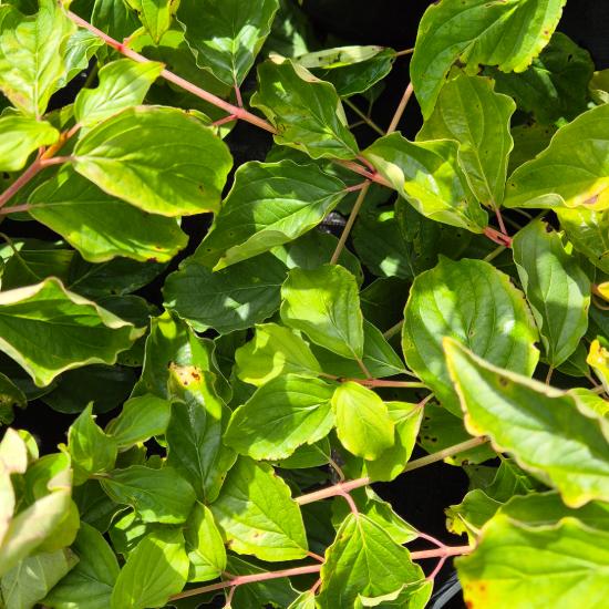 Cornus sanguinea 'Anny's Winter Orange' – Veresgy�r� som 4 liter