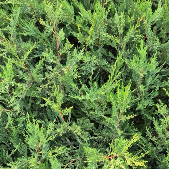 Cupressocyparis leylandii - Leylandi ciprus 2 liter