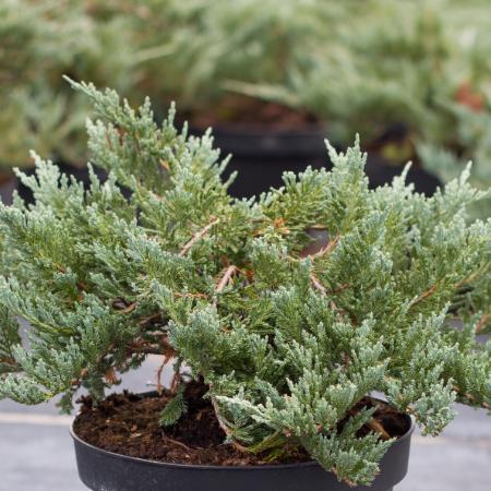 Juniperus horizontalis 'Willtonii' - Kkes levelû henye borka 0,5 liter