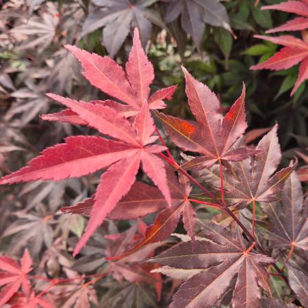 Acer palmatum 'Atropurpureum' - Sttvrs japn juhar 2 liter