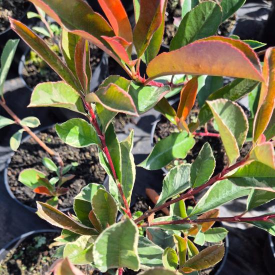 Photinia x fraseri 'Pink Marble' - Korallberkenye 2 liter Photinia x fraseri 'Pink Marble' - Korallberkenye 2 liter