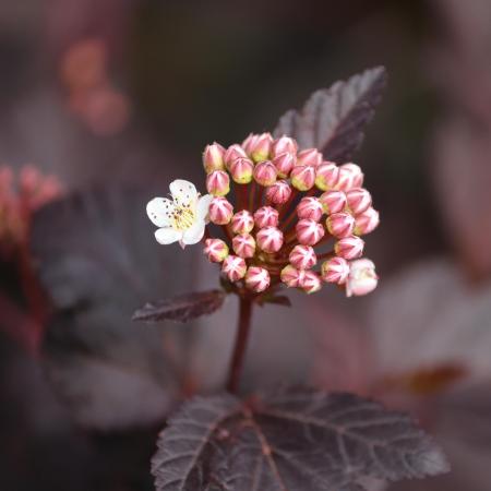 Physocarpus opulifolius 'Diabolo' - Bangitalevel hlyagvessz 5 l