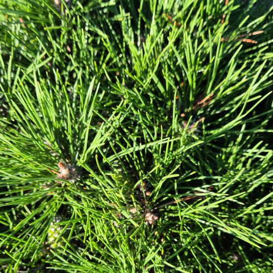 Pinus nigra 'Brepo' – Feketefeny� (magast�rzs�n)