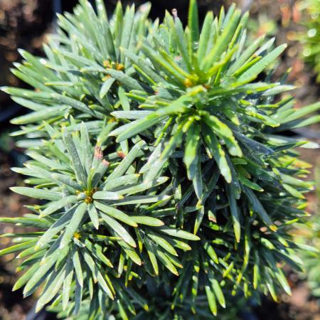 Taxus baccata 'Fastigiata Robusta' – Oszlopos tiszafa 2 liter