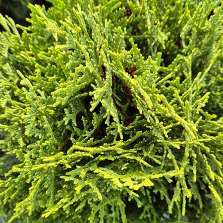 Thuja occidentalis 'Kobold' - Trpe gmbtuja 7,5 liter
