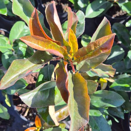 Photinia x fraseri 'Red Select' - Korallberkenye 2 liter