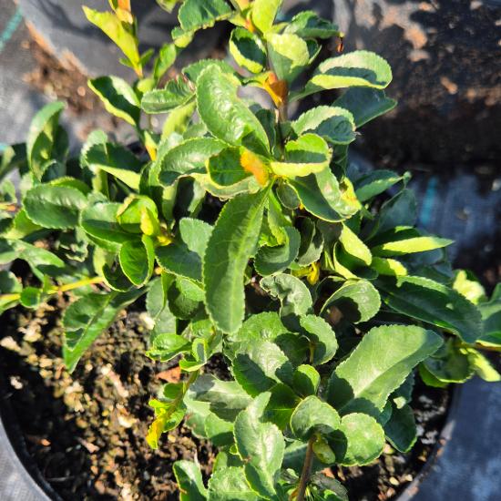 Chaenomeles x superba 'Orange Trail' - Jap�n D�szbirs 2 liter