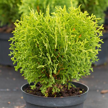 Thuja occidentalis 'Kobold' - Trpe gmbtuja 2 liter