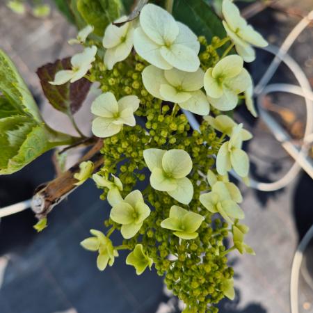 Hydrangea quercifolia - Tlgylevel hortenzia 5 liter