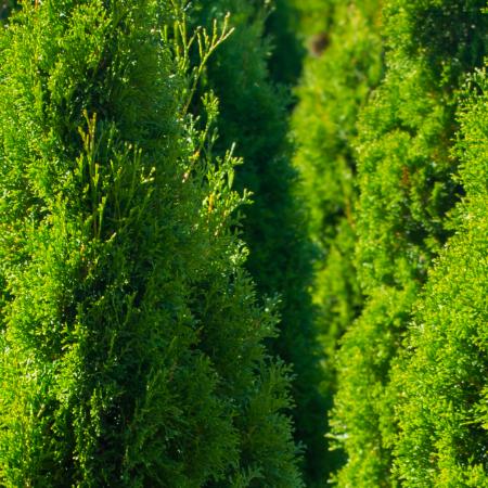 Thuja occidentalis 'Smaragd' - Smaragd tuja 2 liter