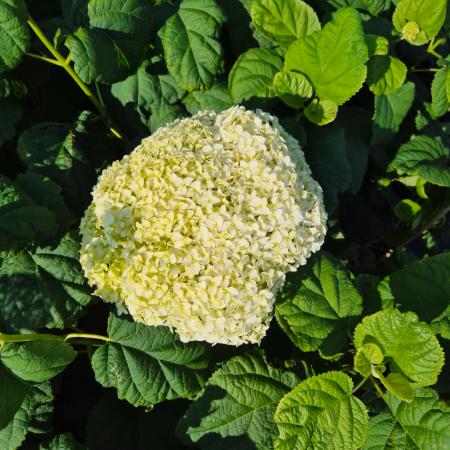 Hydrangea arborescens 'Annabelle' - Cserjs hortenzia 5 liter
