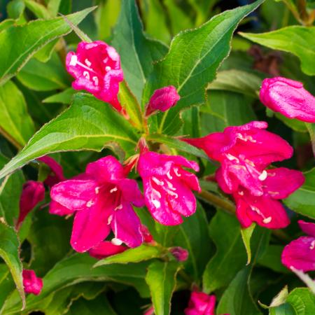 Weigela florida 'Eva Rathke' - Rzsalonc 2 liter
