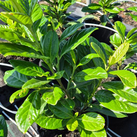 Prunus laurocerasus 'Novita' - Bab�rmeggy gyors n�veked�s� 3 liter
