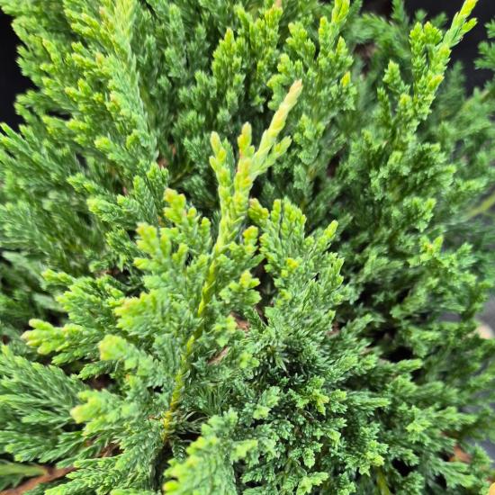 Juniperus horizontalis 'Prinz of Wels' - Z�ld ter�l� henye bor�ka	2 liter