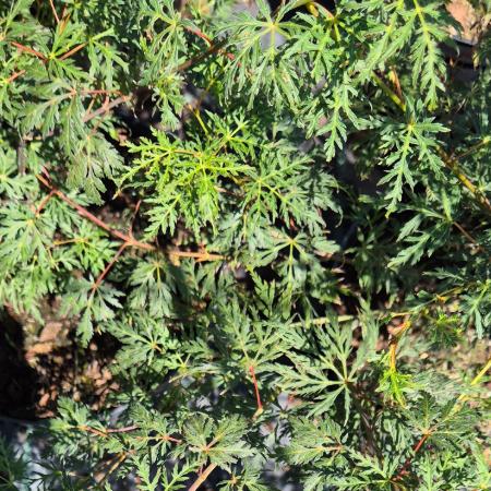 Acer palmatum 'Emerald Lace' – Japn juhar 10 liter
