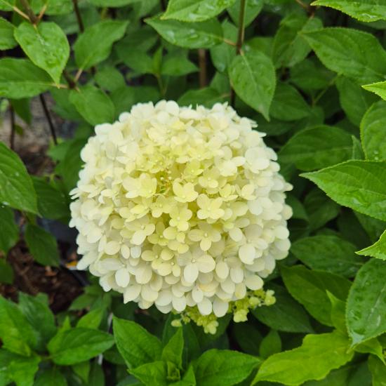 Hydrangea paniculata 'Phantom' - Bug�s hortenzia 4 liter