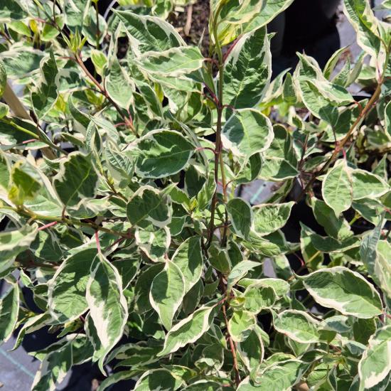 Cornus alba 'Sibrica Variegata'  - Tarka levelû feh�r som 5 liter
