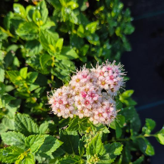 Spiraea japonica 'Little Princess' - Jap�n gy�ngyvessz� 2 liter